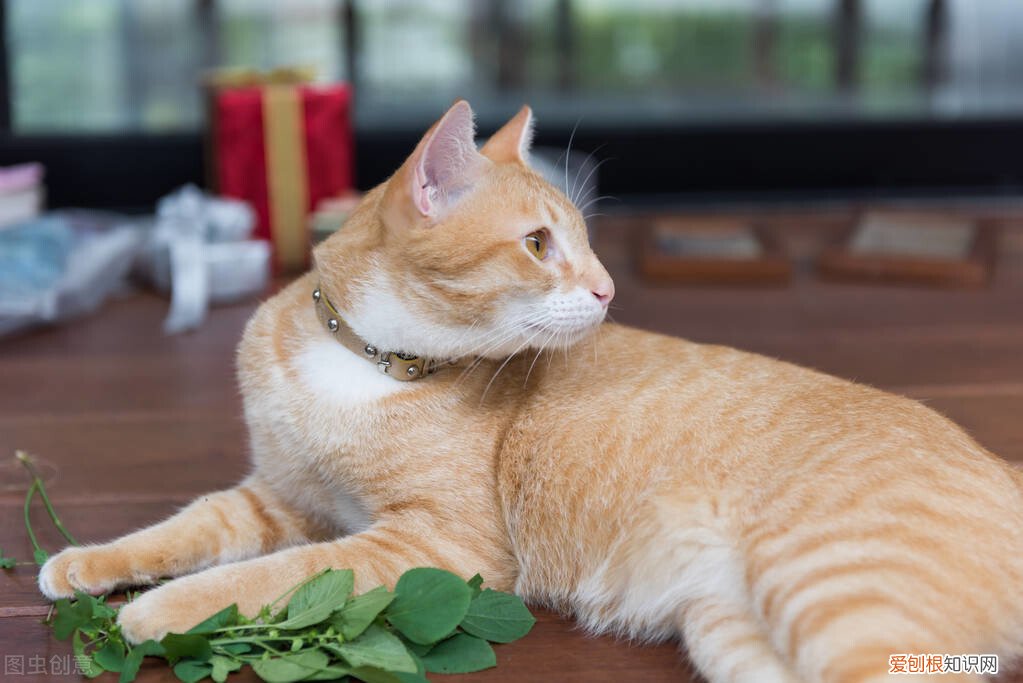 猫薄荷对猫有什么作用？猫薄荷对猫具有神奇致幻作用
