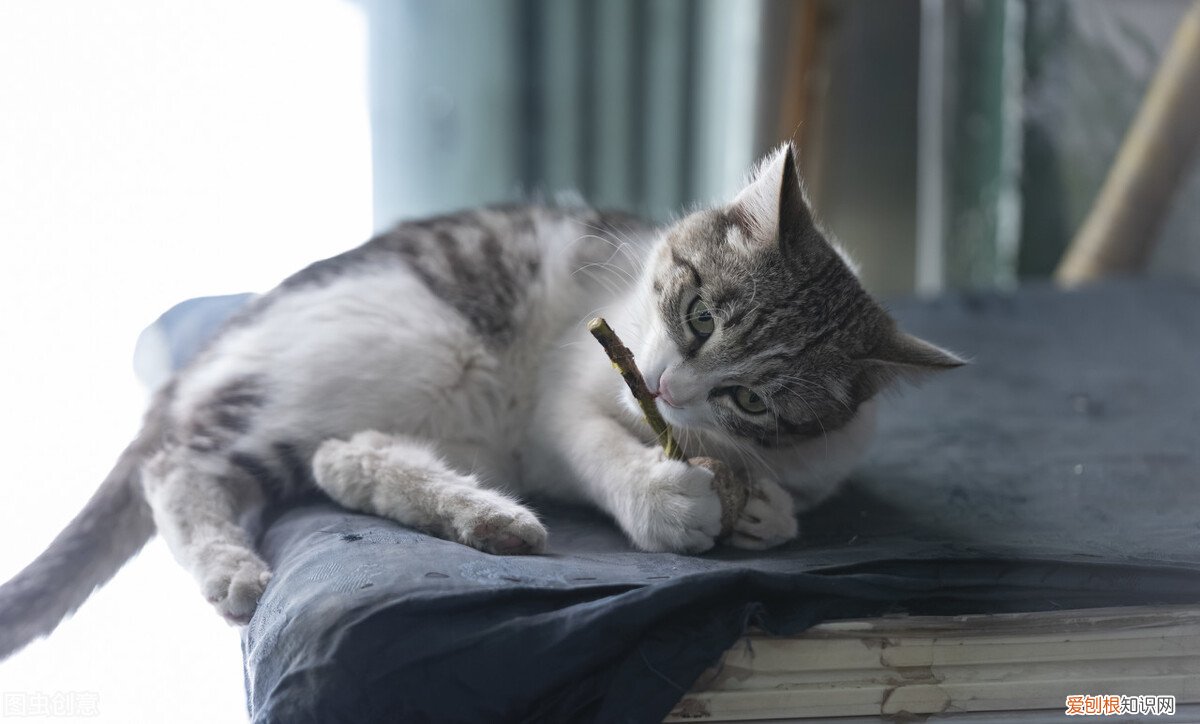 猫薄荷对猫有什么作用？猫薄荷对猫具有神奇致幻作用