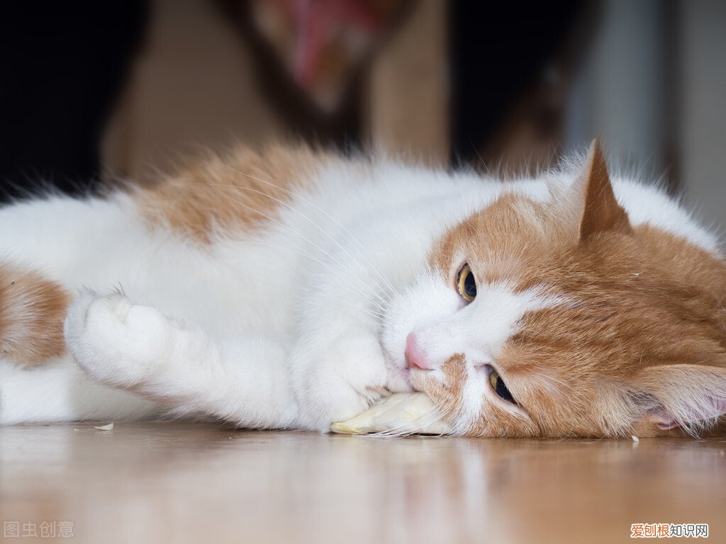 猫薄荷对猫有什么作用？猫薄荷对猫具有神奇致幻作用