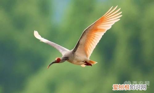 分别是大熊猫、金丝猴、朱鹮、羚牛 秦岭四宝是指什么