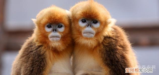 分别是大熊猫、金丝猴、朱鹮、羚牛 秦岭四宝是指什么