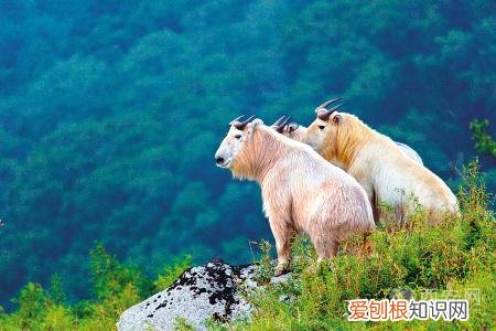 分别是大熊猫、金丝猴、朱鹮、羚牛 秦岭四宝是指什么