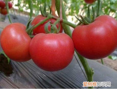 否则等于毁了一锅肉,看你放了没 炖牛肉最忌讳两种佐料