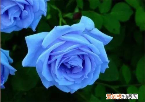 玫瑰花都有着不同的花语 粉色玫瑰花语是什么