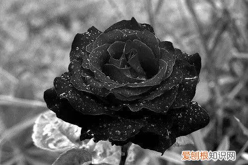 玫瑰花都有着不同的花语 粉色玫瑰花语是什么