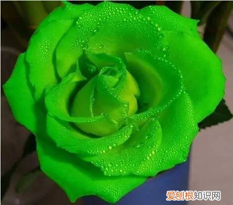 玫瑰花都有着不同的花语 粉色玫瑰花语是什么