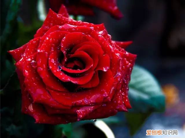 玫瑰花都有着不同的花语 粉色玫瑰花语是什么