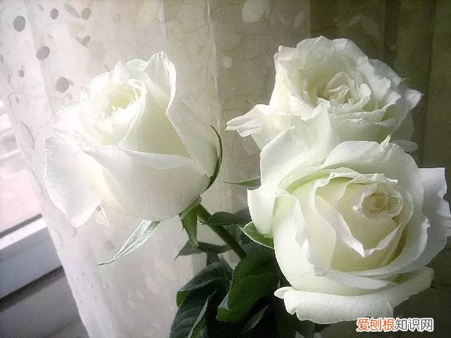 玫瑰花都有着不同的花语 粉色玫瑰花语是什么