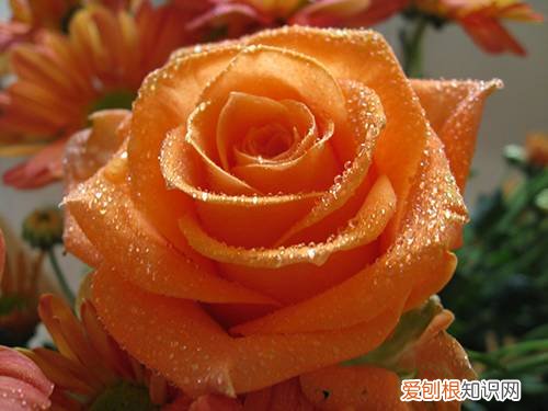 玫瑰花都有着不同的花语 粉色玫瑰花语是什么