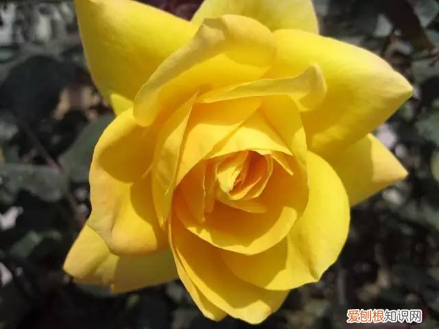 玫瑰花都有着不同的花语 粉色玫瑰花语是什么