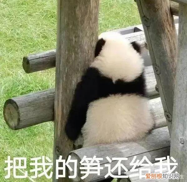 这些梗,你都玩过吗? 耶斯莫拉是什么意思
