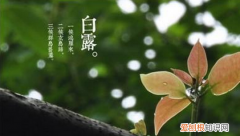 白露由来
