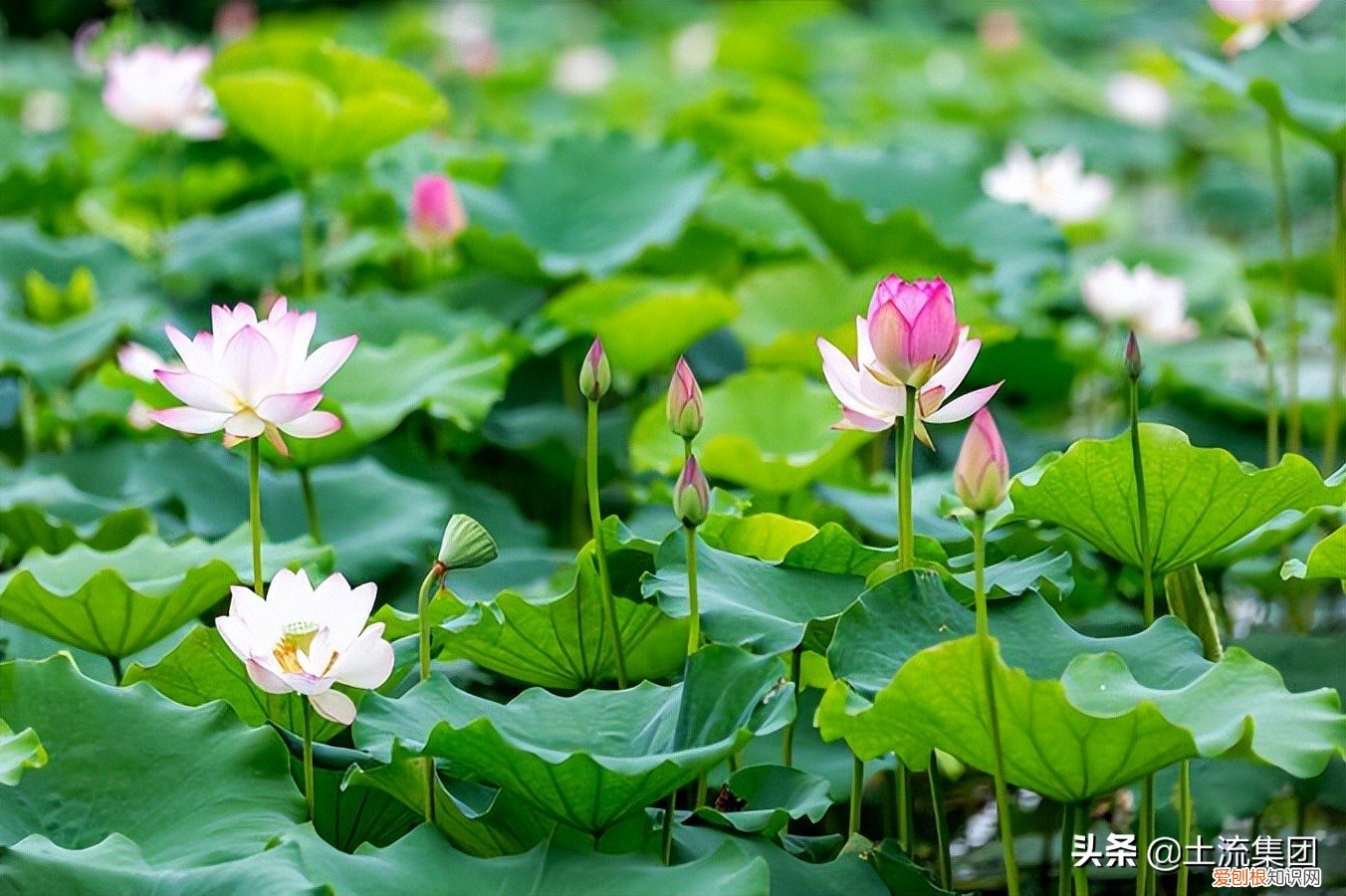 今年几月几号入伏？入伏具体时间是7月16日
