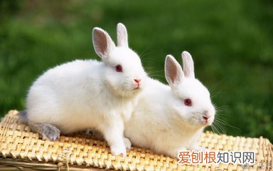 野外遇到了兔子，最好多留个心眼 老人都说兔子很邪门