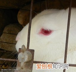 野外遇到了兔子，最好多留个心眼 老人都说兔子很邪门