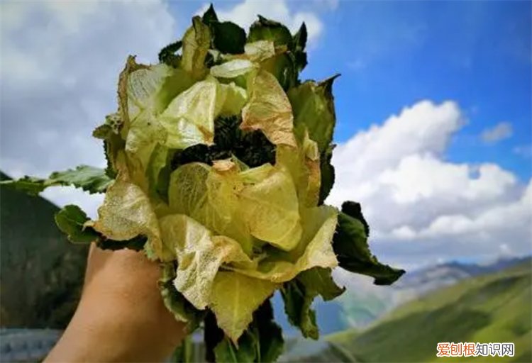以前是皇帝才能集齐的奇珍 上古十大仙草是哪些