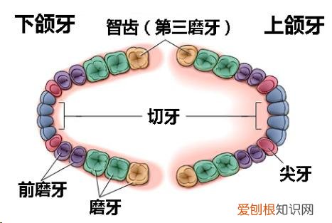 长智齿应是大吉之意 有人说长智齿是吉兆