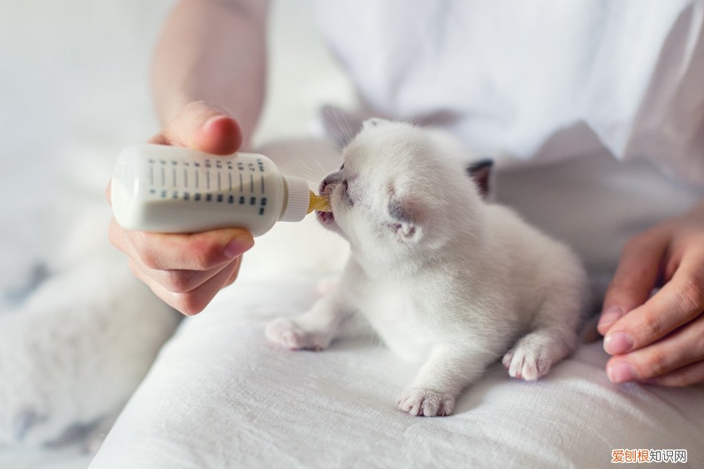 猫怀孕几个月生产？猫咪的怀孕期为56-71天