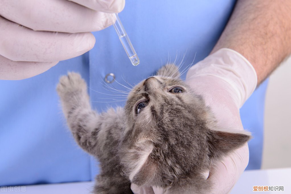 猫怀孕几个月生产？猫咪的怀孕期为56-71天