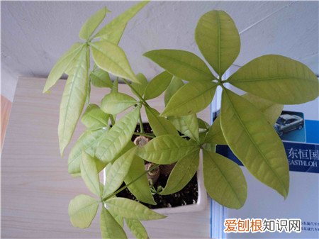 除了浇水过多，还有10个别的原因 发财树的叶子发黄干枯掉落什么原因