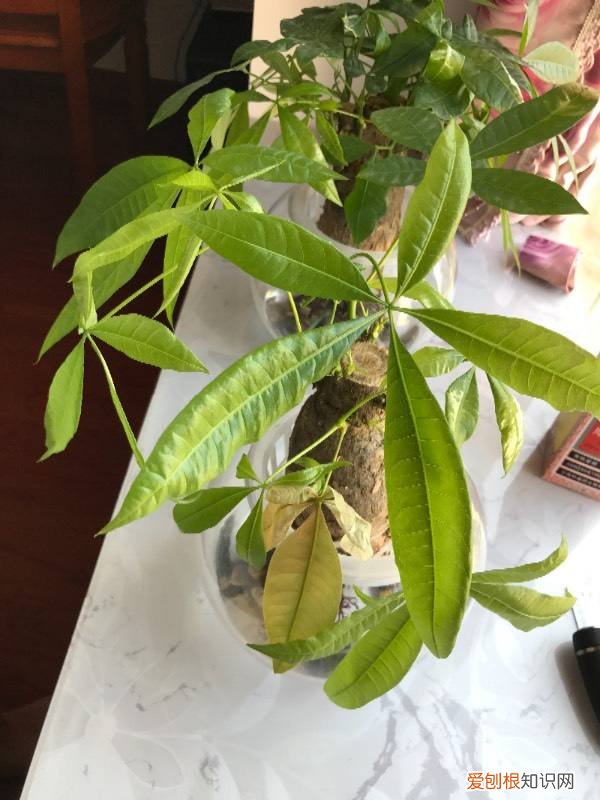 除了浇水过多，还有10个别的原因 发财树的叶子发黄干枯掉落什么原因