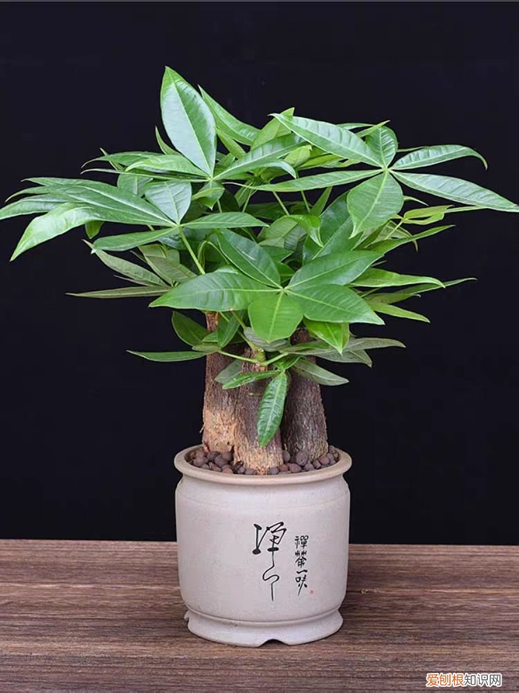 除了浇水过多，还有10个别的原因 发财树的叶子发黄干枯掉落什么原因