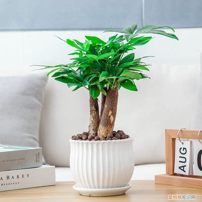 除了浇水过多，还有10个别的原因 发财树的叶子发黄干枯掉落什么原因