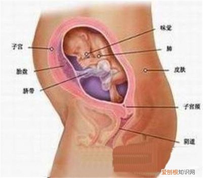 一般怀孕六个月做糖耐最合适 糖耐多少周做最合适