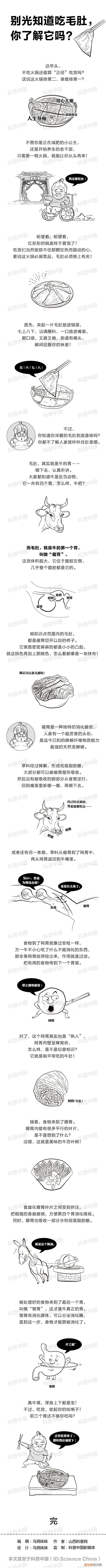 吃毛肚，你真的了解它吗? 毛肚是什么