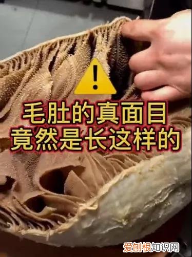 吃毛肚，你真的了解它吗? 毛肚是什么