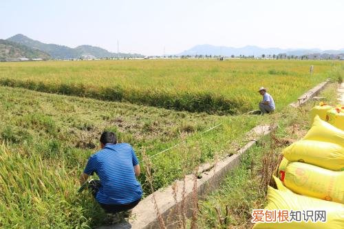 现代农业技术有哪些？附：当今最热门的3大农业技术