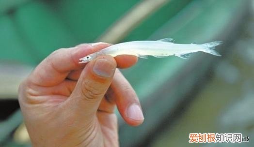 白鱼、银鱼和白虾 太湖三白是哪三白