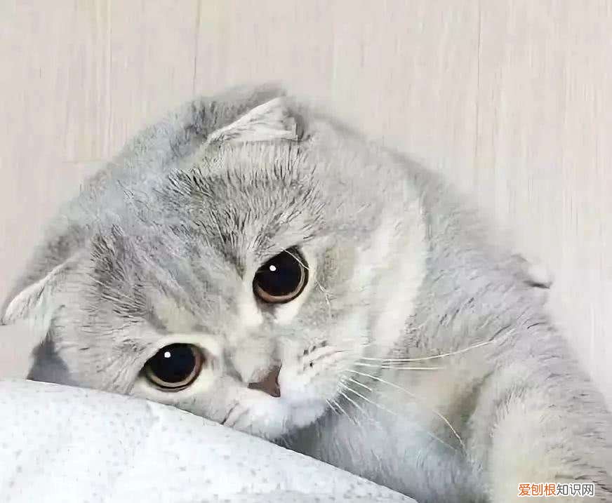 其实它是在跟你告别 猫咪临死前的六个特殊征兆