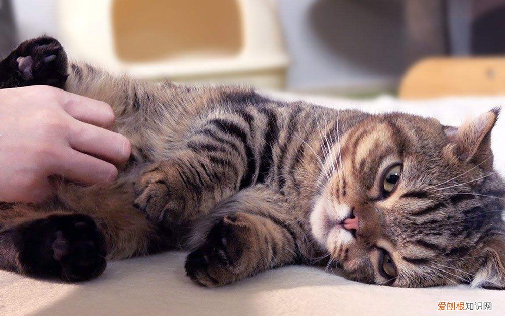 其实它是在跟你告别 猫咪临死前的六个特殊征兆