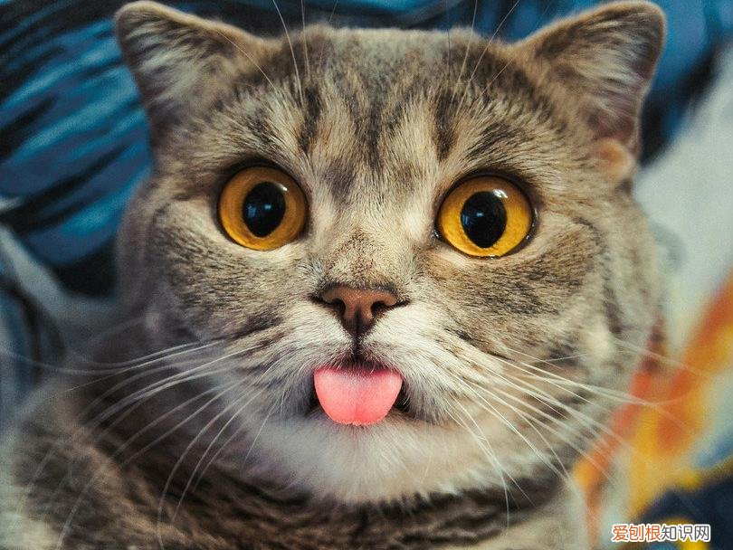 其实它是在跟你告别 猫咪临死前的六个特殊征兆