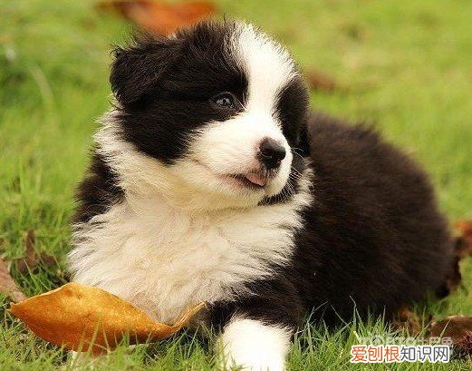 梦见狗咬我是什么意思?一般代表自己正被烦恼事纠缠