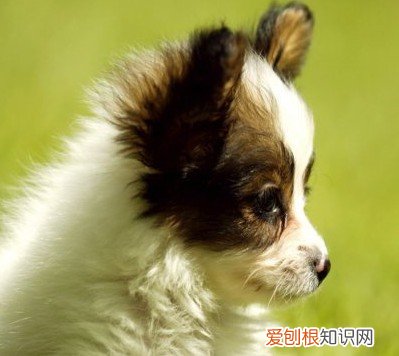 梦见狗咬我是什么意思?一般代表自己正被烦恼事纠缠