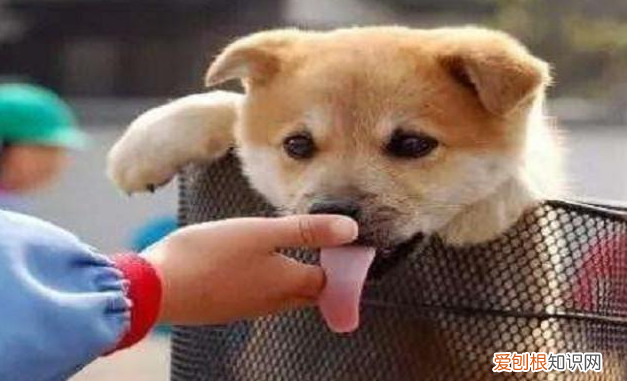 也许它想告诉你这些事 狗狗舔主人手脚意味着什么