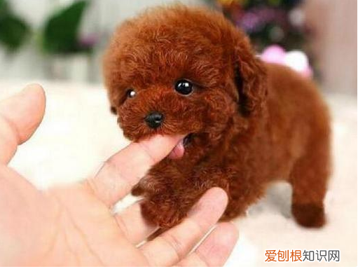 也许它想告诉你这些事 狗狗舔主人手脚意味着什么