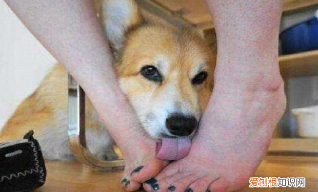 也许它想告诉你这些事 狗狗舔主人手脚意味着什么