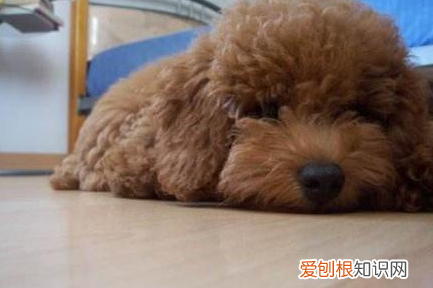 也许它想告诉你这些事 狗狗舔主人手脚意味着什么