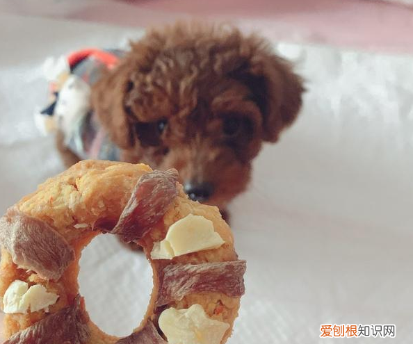 也许它想告诉你这些事 狗狗舔主人手脚意味着什么