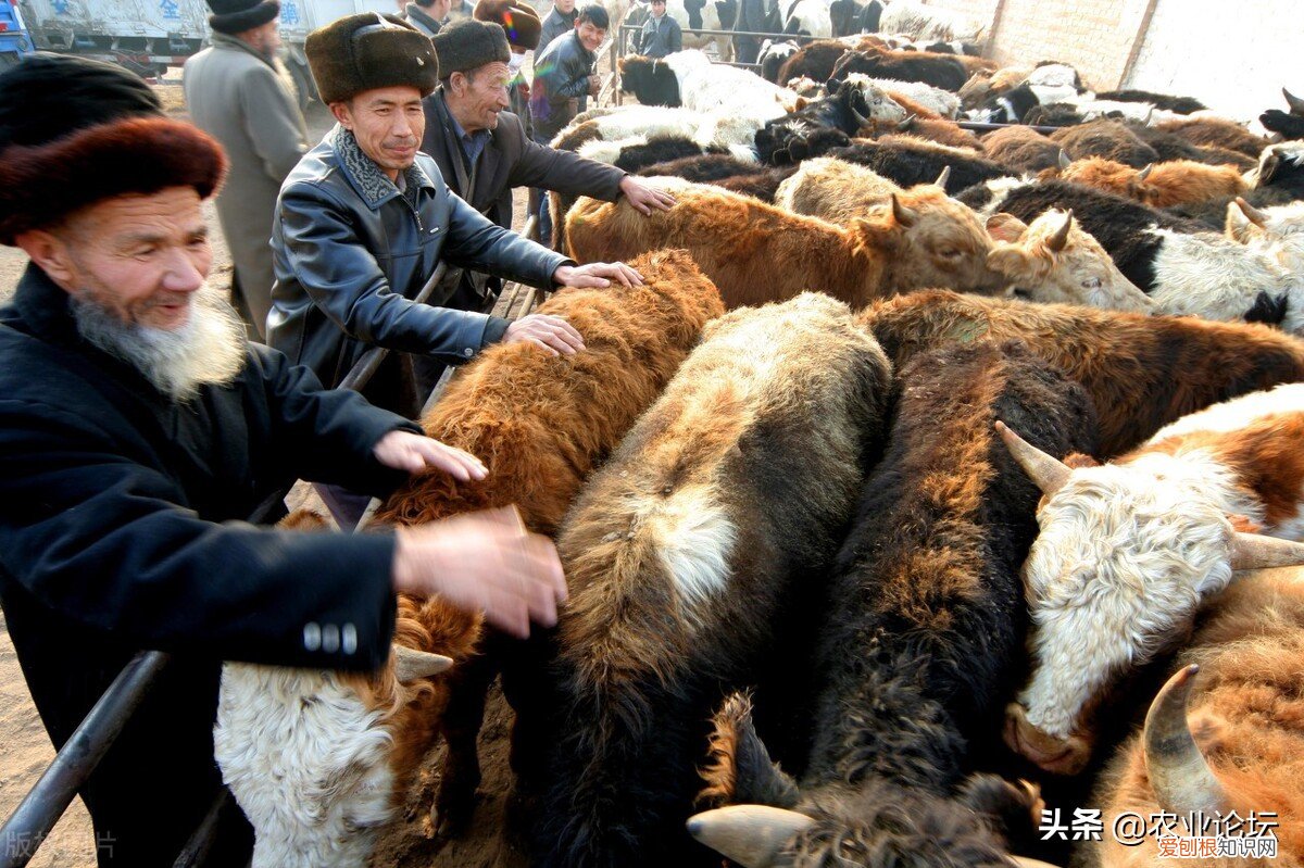 古尔邦节2022年是7月10日 古尔邦节2022年是哪天