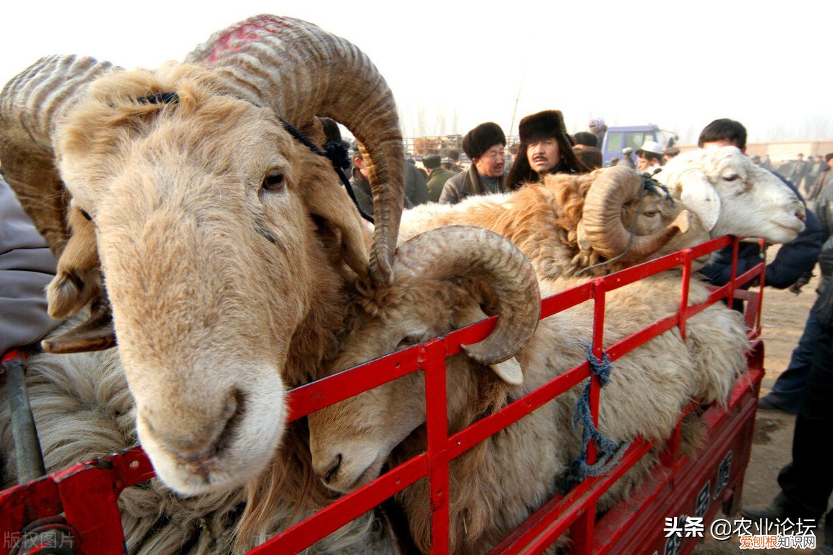 古尔邦节2022年是7月10日 古尔邦节2022年是哪天
