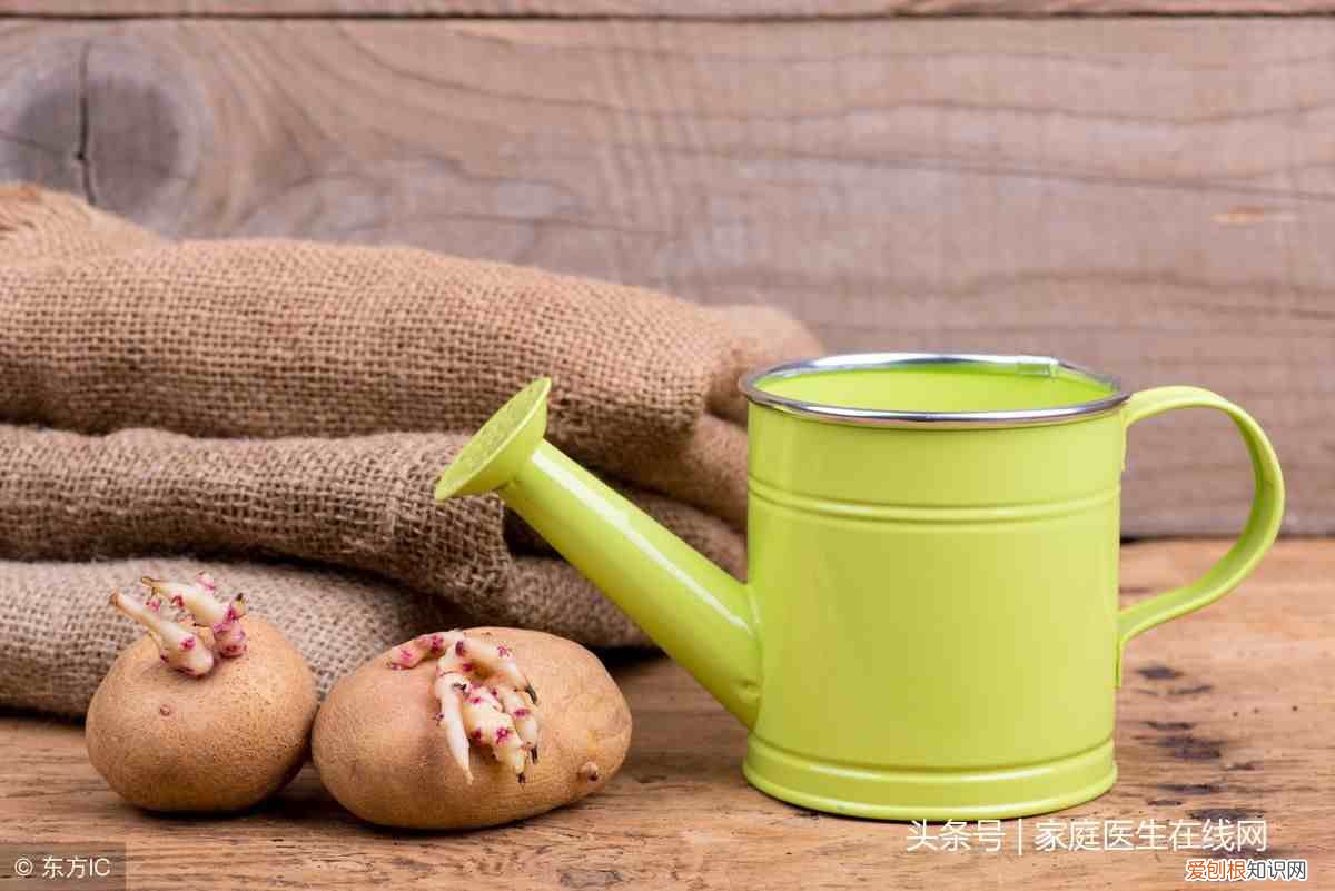 土豆长芽后还能继续食用吗 土豆发芽了还能吃吗
