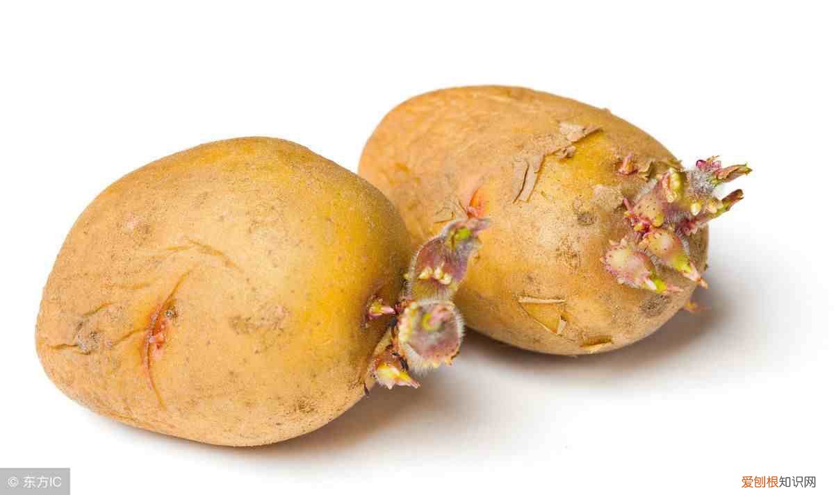 土豆长芽后还能继续食用吗 土豆发芽了还能吃吗