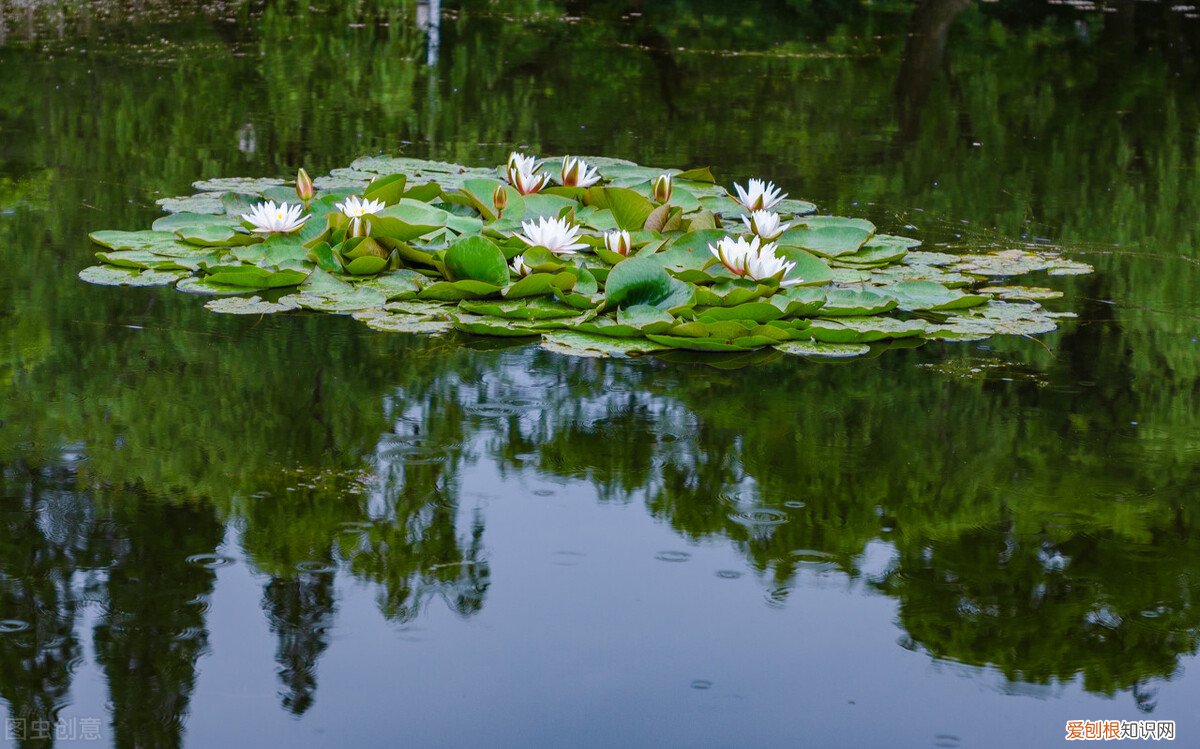 短短4句写尽初夏之美 小池描写的是哪个季节