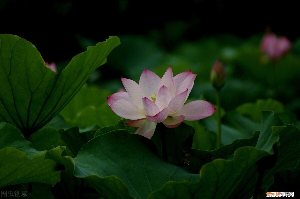 短短4句写尽初夏之美 小池描写的是哪个季节