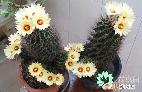 仙人球开花是什么兆头？开花的寓意很好