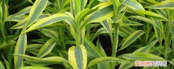 注意这4点，绿油油特别茂盛 富贵竹怎么水养才旺盛